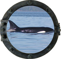 Whale close up